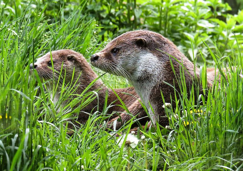 Otter in the grass