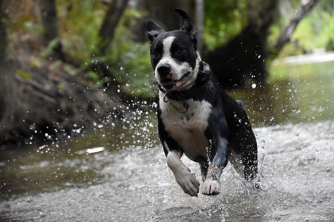 Happy dog running through water on a countryside walk in Dorset, ideal for dog-friendly holidays