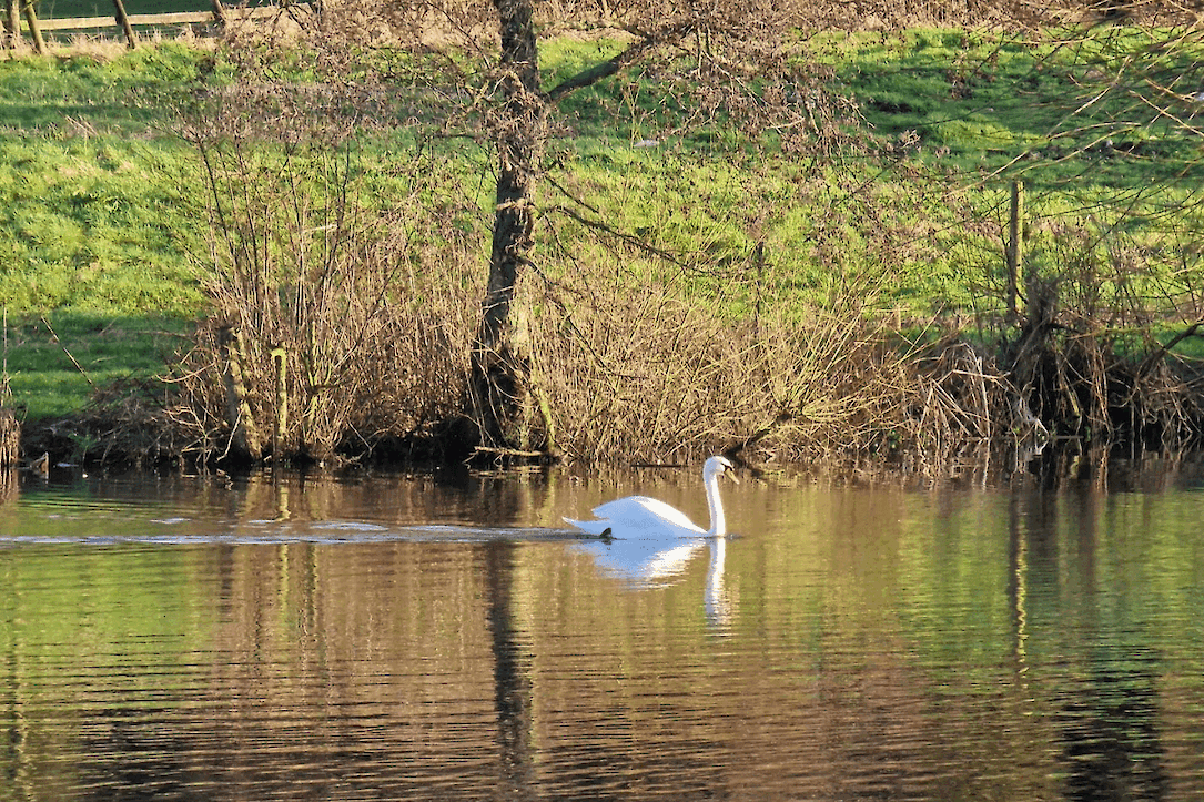 Fishing lakes with a pretty swan at The Victorian Barn Dorset