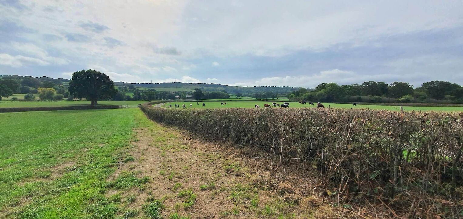 Dorset countryside and grazing cattle at The Victorian Barn